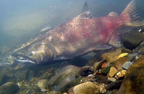 Squamish non-profit gets $522,000 to restore salmon passage - The ...