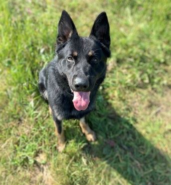Police dog finds kids missing near Mamquam River - The Squamish Reporter