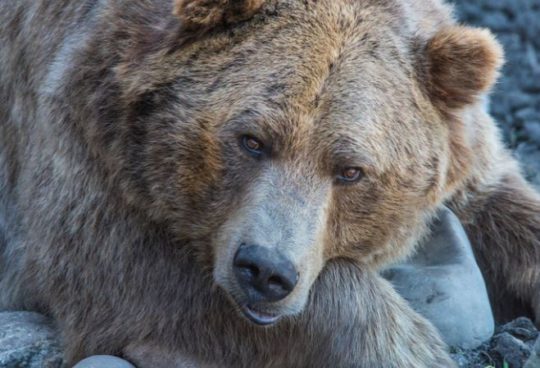 https://www.squamishreporter.com/wp-content/uploads/2020/09/grizzly-540x368.jpg