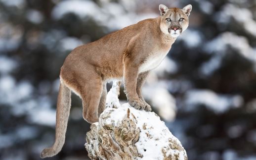 Warning After Two Cougars Seen In Lost Lake Park Area In Whistler The Squamish Reporter 