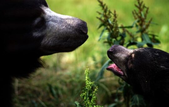 https://www.squamishreporter.com/wp-content/uploads/2022/11/bear-family-540x342.jpg