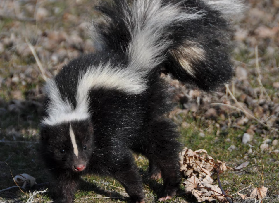 Skunks found dead in Vancouver, Richmond test positive for avian ...