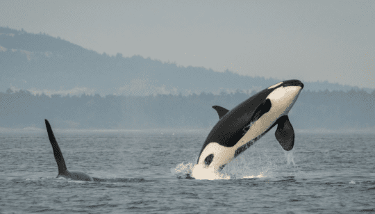 https://www.squamishreporter.com/wp-content/uploads/2024/06/killer-whales-540x308.png