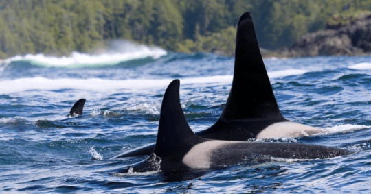 https://www.squamishreporter.com/wp-content/uploads/2024/08/Killer-whale-540x283.png