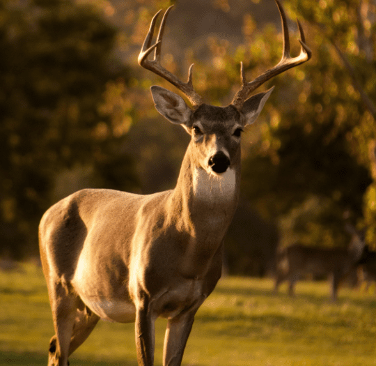 https://www.squamishreporter.com/wp-content/uploads/2024/11/Deer-540x525.png