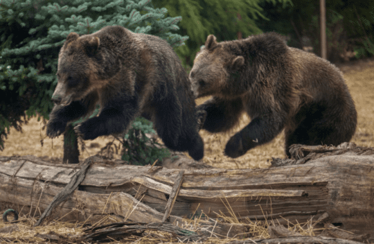 https://www.squamishreporter.com/wp-content/uploads/2024/11/grizzly-bears-540x352.png