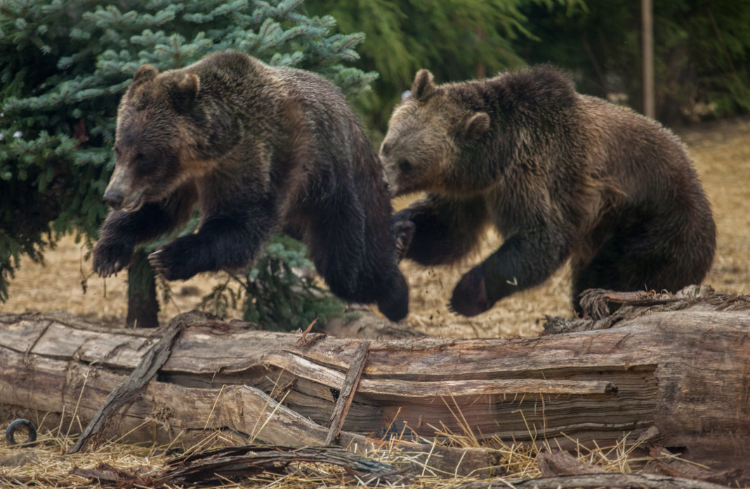 https://www.squamishreporter.com/wp-content/uploads/2024/11/grizzly-bears.png